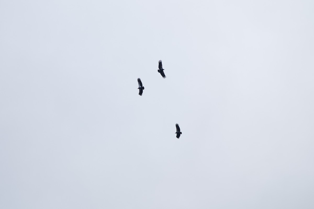 Kalifornienkondor - ML645247443