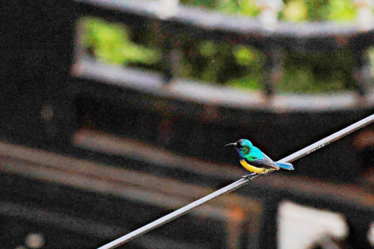 Souimanga à ventre jaune - ML645247447