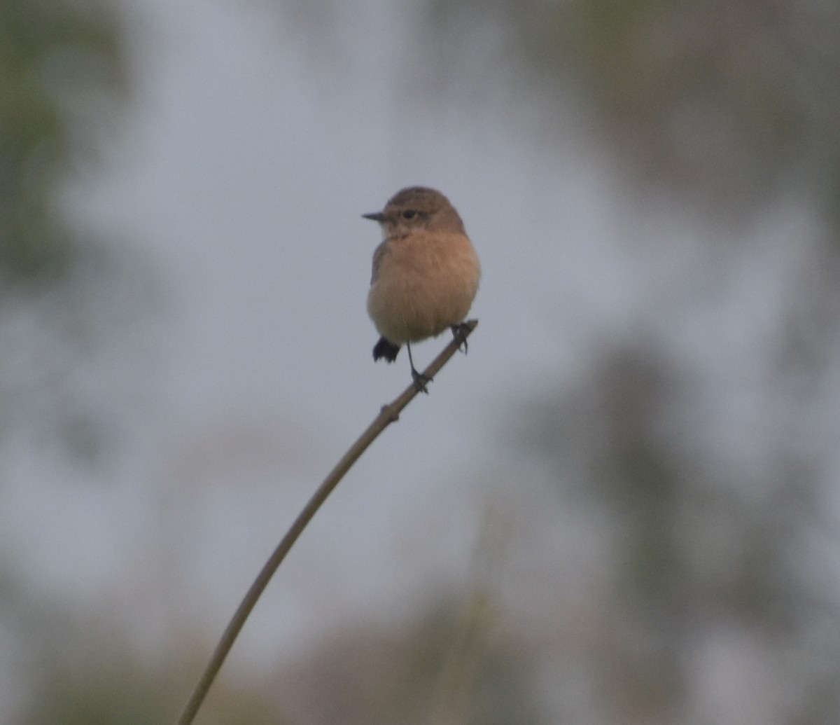 bramborníček sibiřský - ML645247461