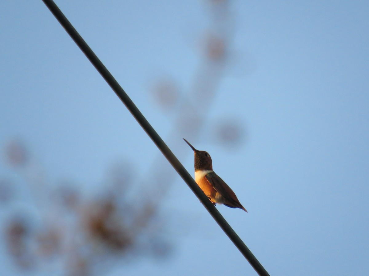 Allen's Hummingbird - ML645247462