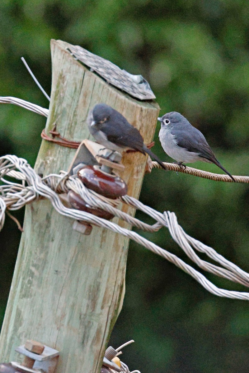Gobemouche de Fischer - ML645247470