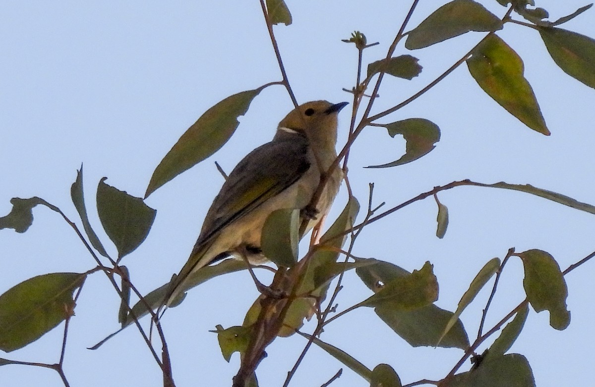 hvitsmykkehonningeter - ML645247475