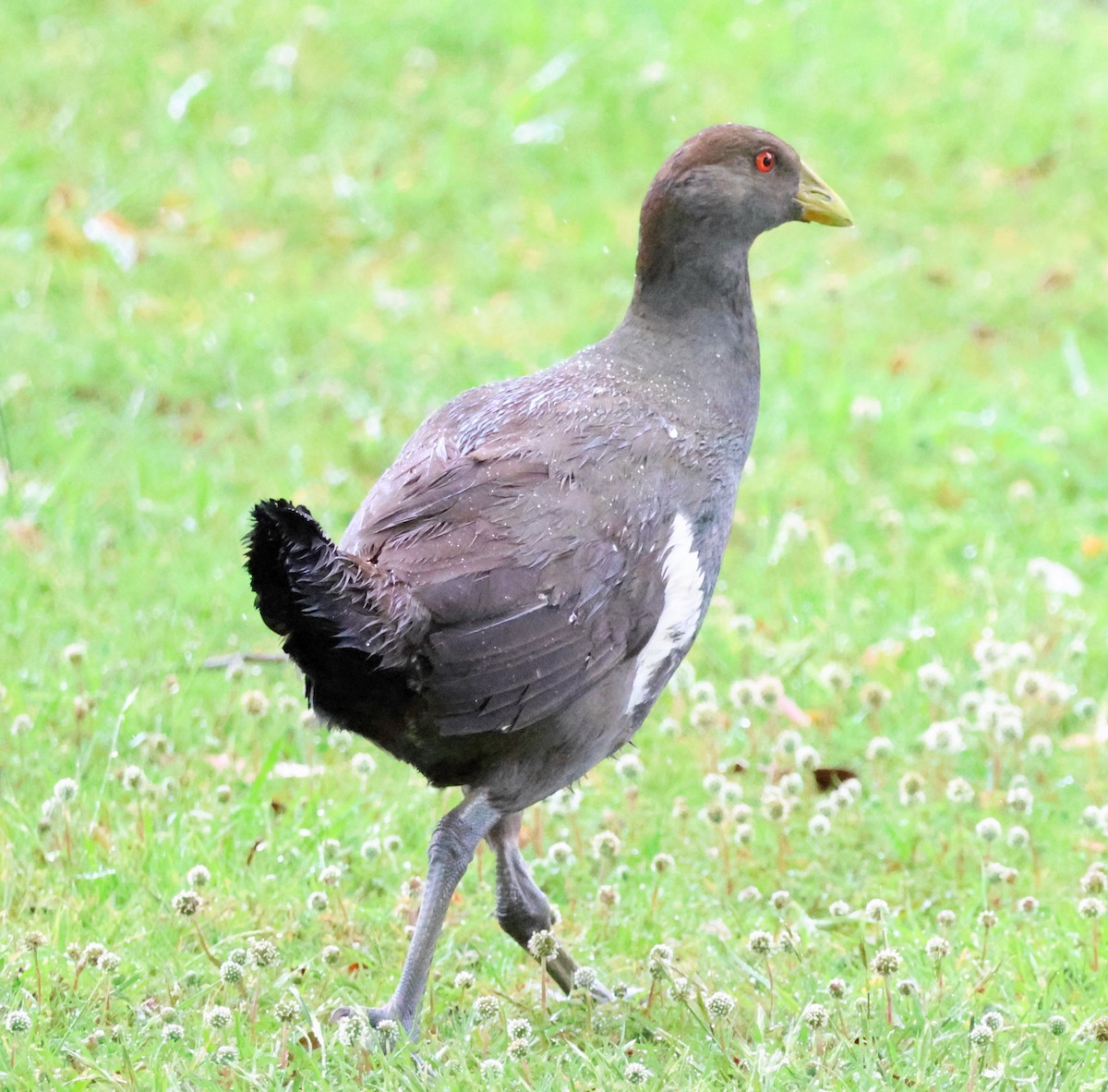 Tasmanian Nativehen - ML645247476