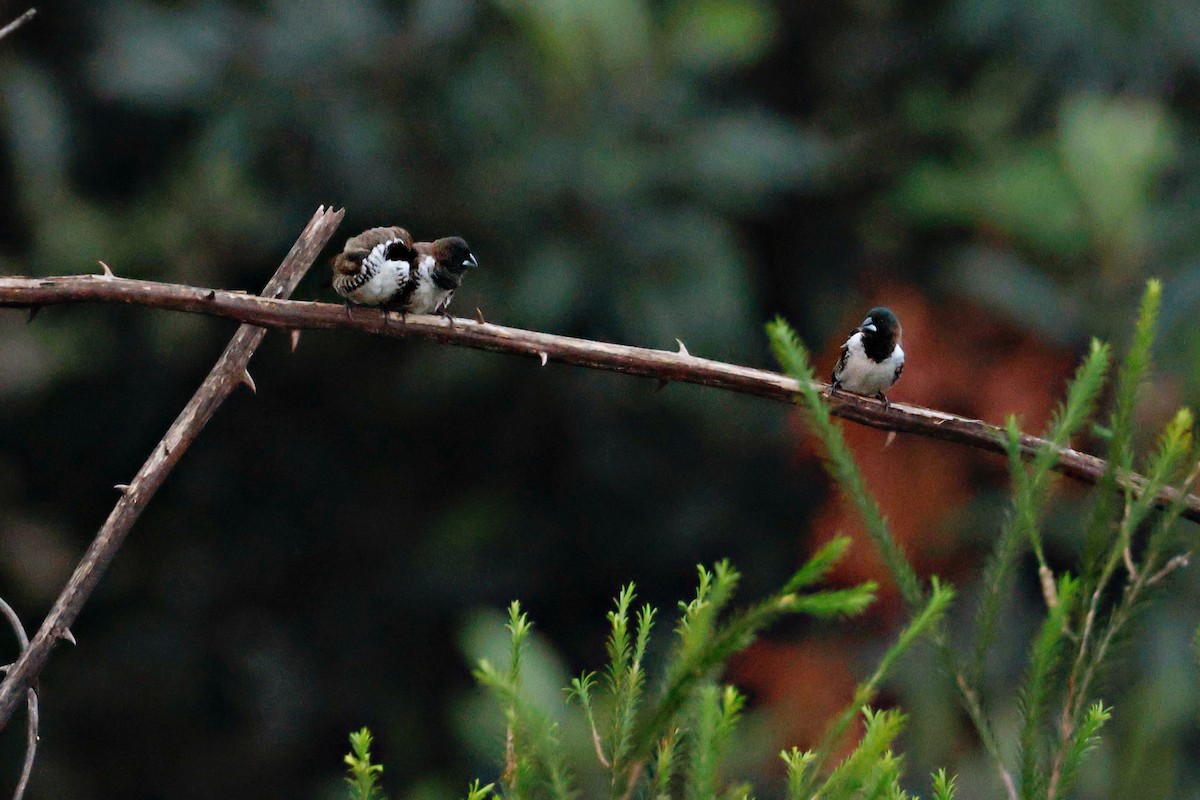 Capucin nonnette - ML645247478