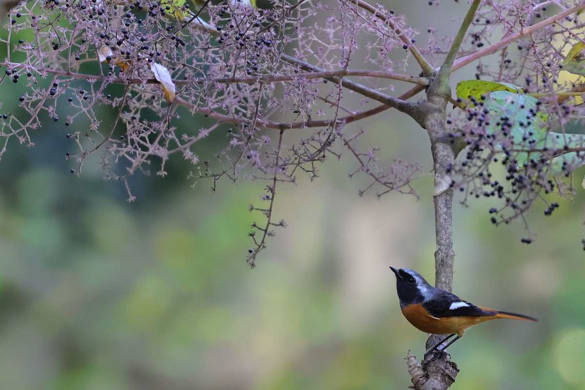 Daurian Redstart - ML645247479