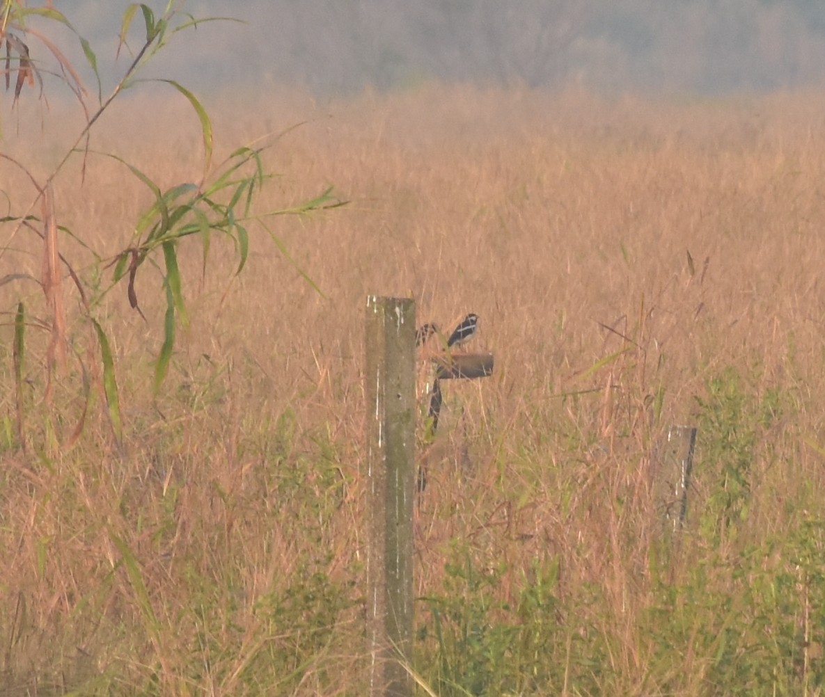 špaček indický - ML645247484