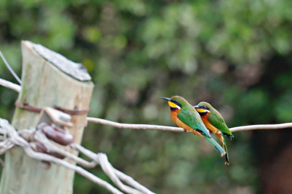 Guêpier montagnard - ML645247485