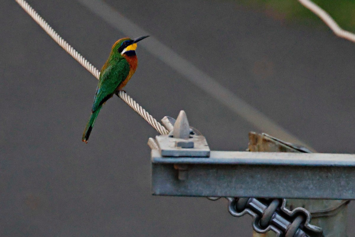 Guêpier montagnard - ML645247490