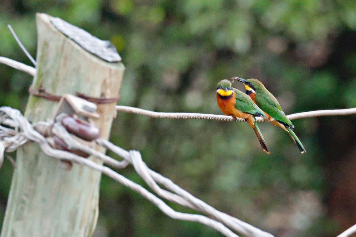 Guêpier montagnard - ML645247493