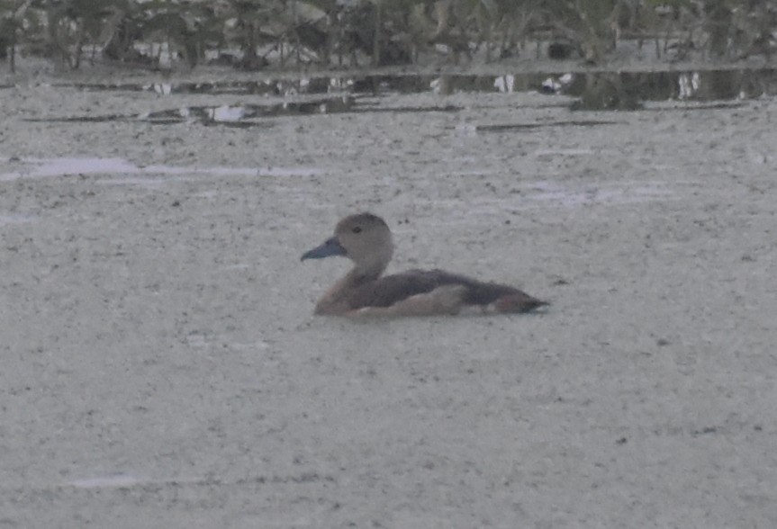 husička malá - ML645247496