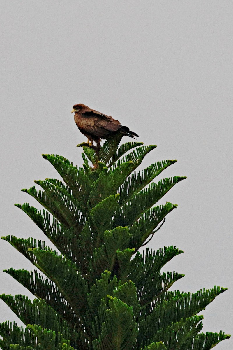 Milan noir - ML645247497