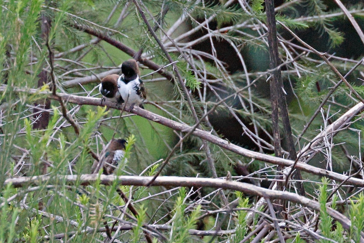 Capucin nonnette - ML645247501