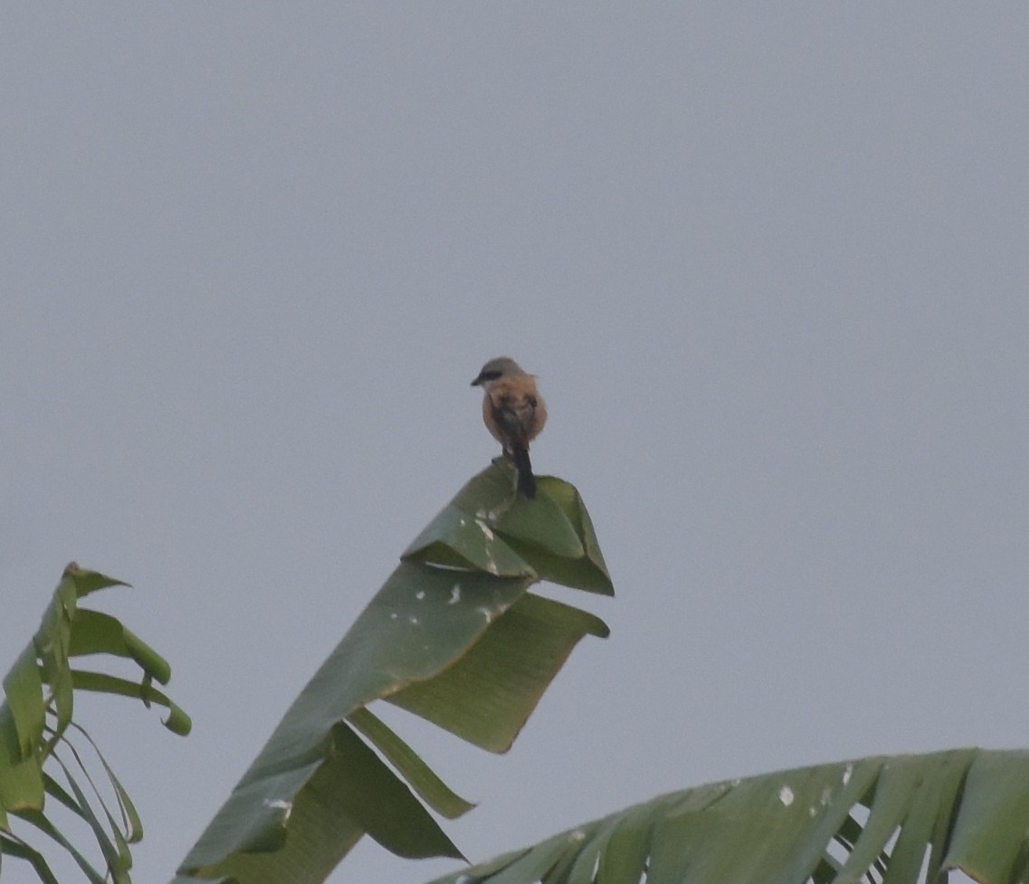 ťuhýk královský - ML645247505