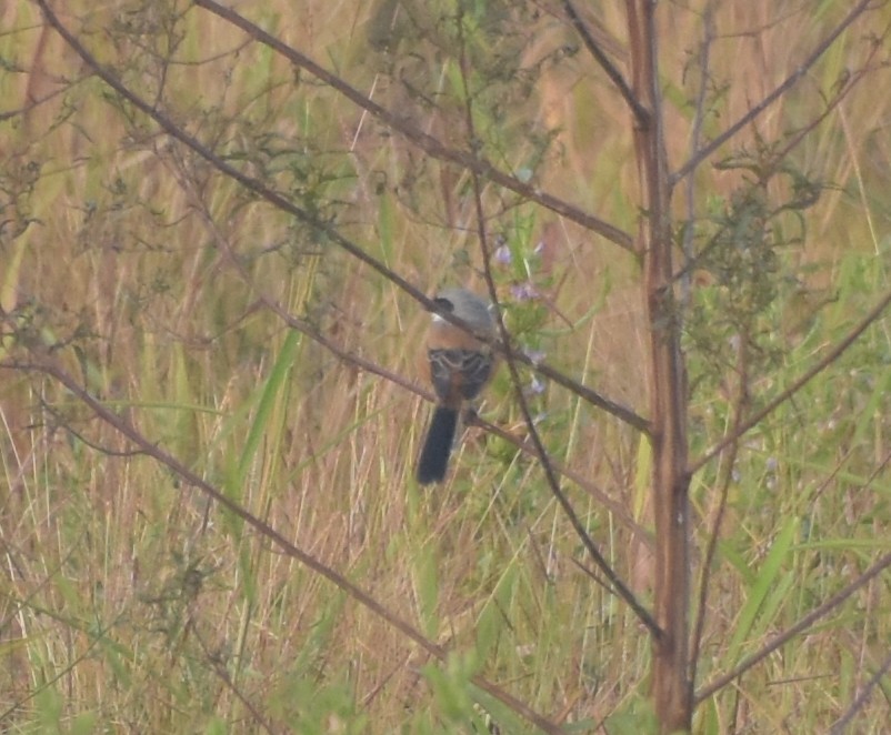 ťuhýk královský - ML645247506