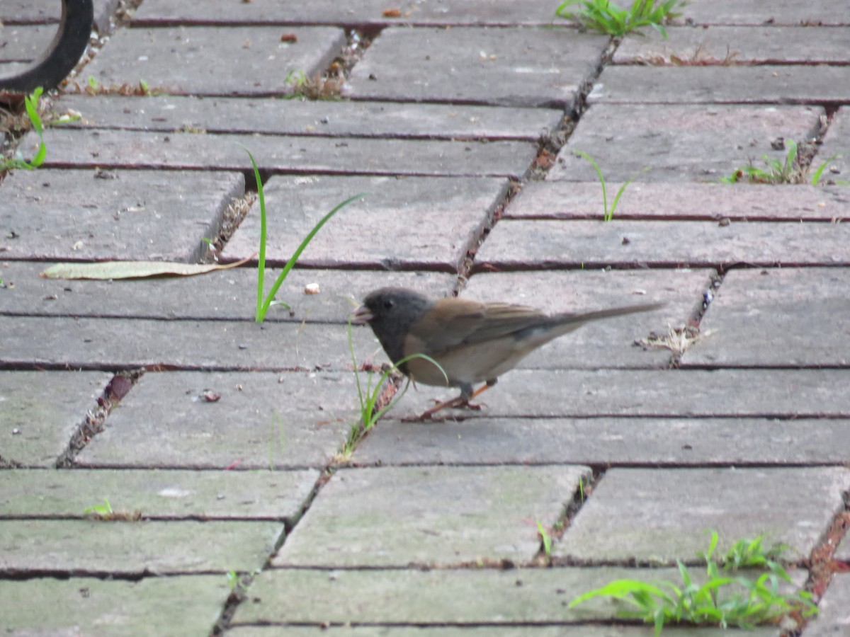 Dark-eyed Junco - ML645247508