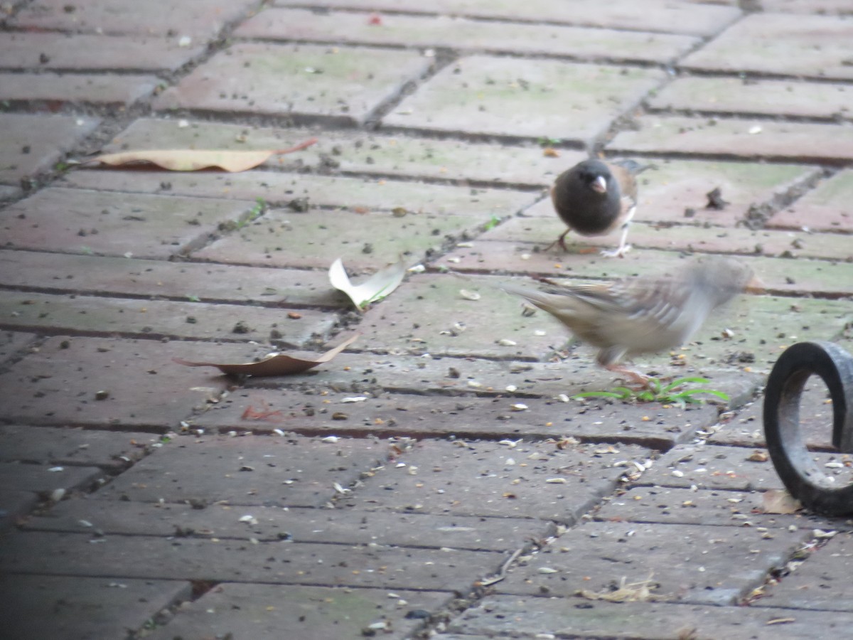 Dark-eyed Junco - ML645247509