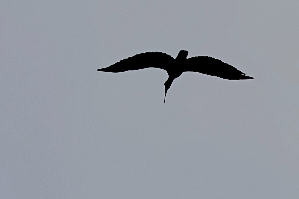 Hadada Ibis - ML645247511