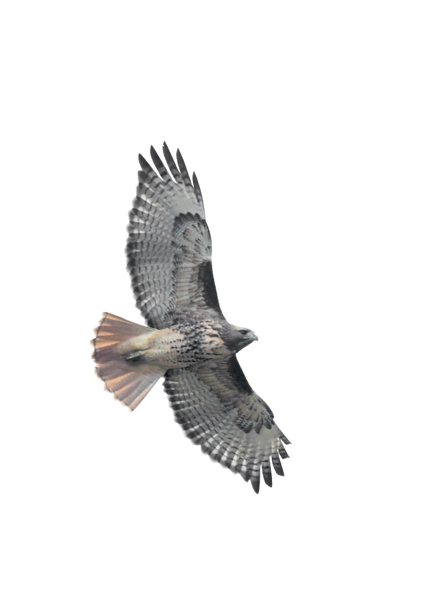 Red-tailed Hawk - ML645247512
