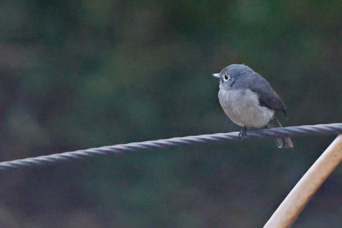 Gobemouche de Fischer - ML645247515