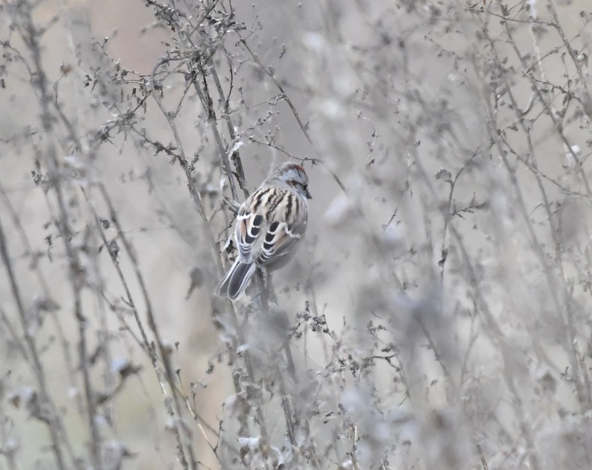 Пасовник північний - ML645247518
