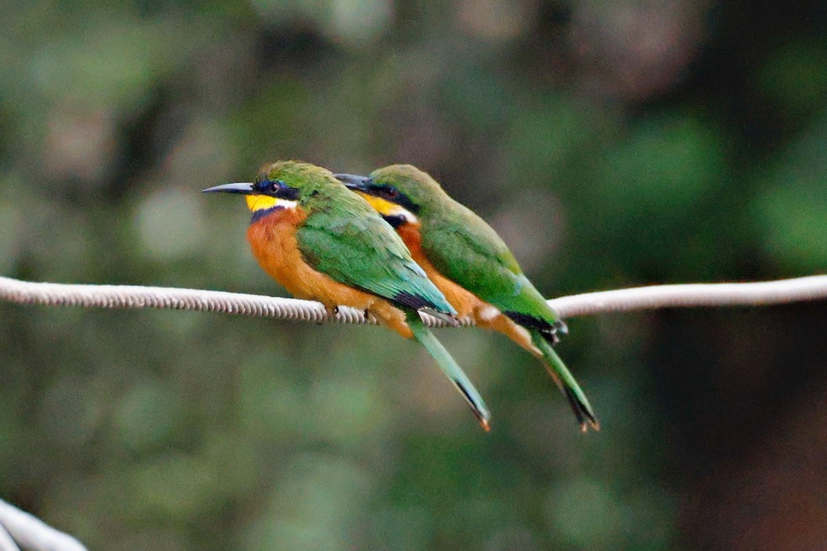 Guêpier montagnard - ML645247519