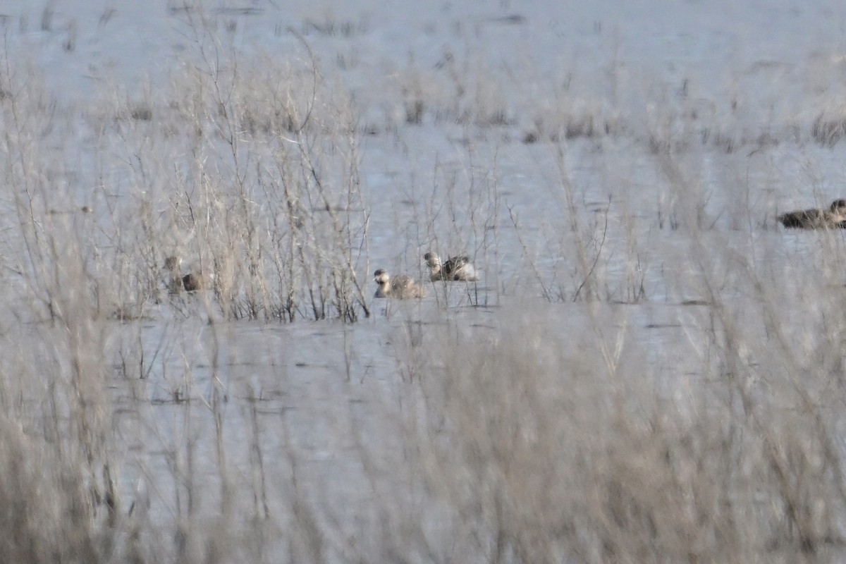 シラガカイツブリ - ML645247520