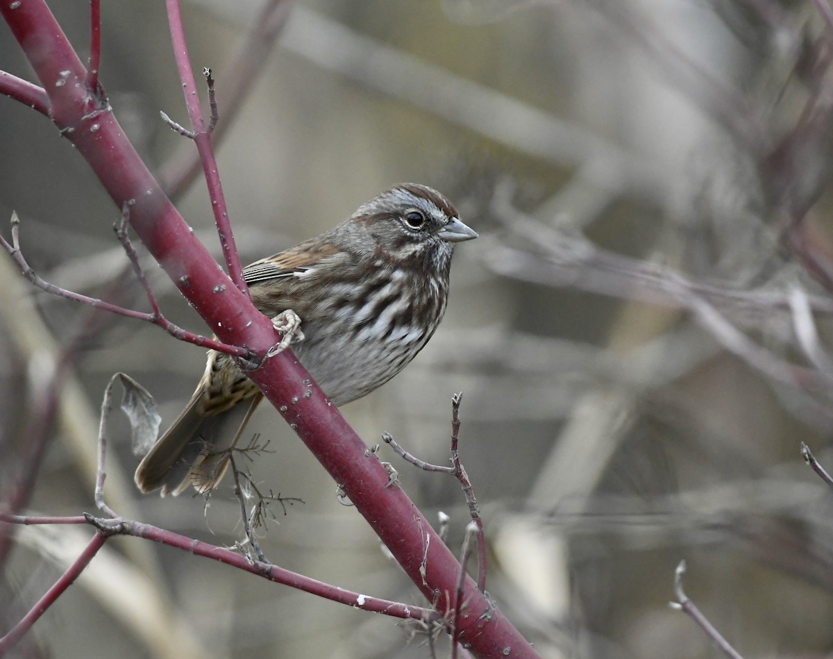 Song Sparrow - ML645247522