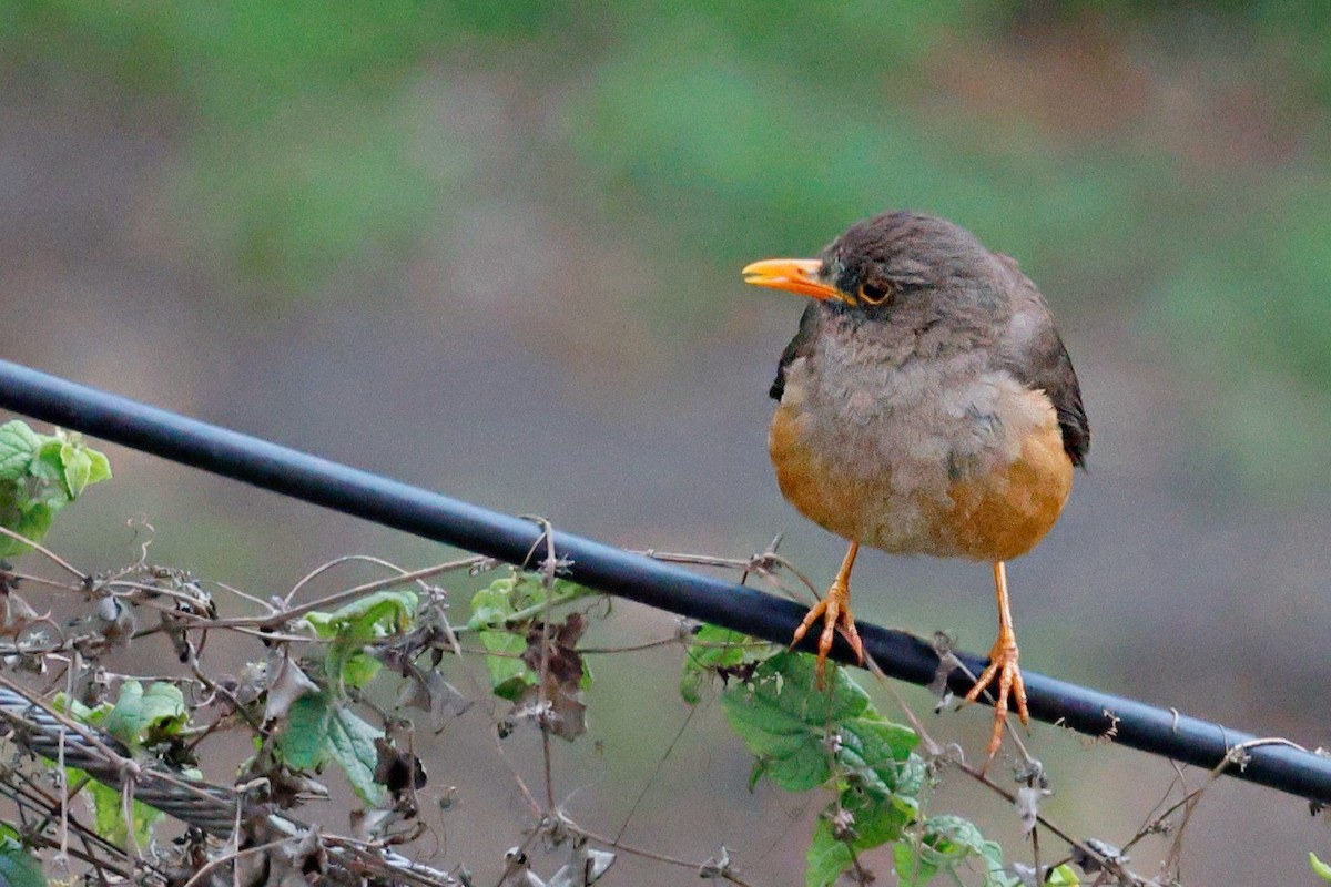 Abyssinian Thrush - ML645247525