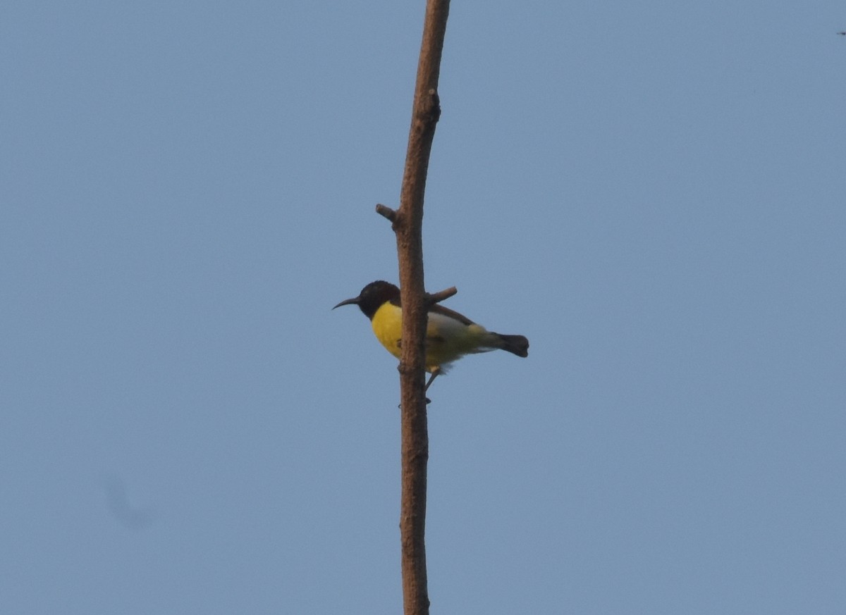 strdimil srílanský - ML645247526