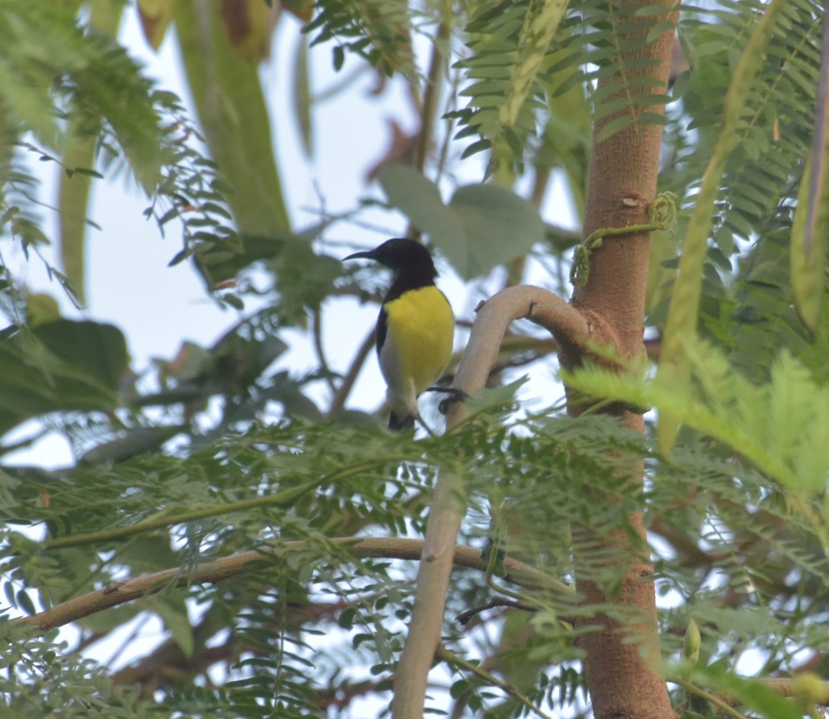 strdimil srílanský - ML645247528