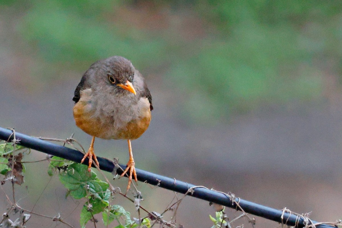 Abyssinian Thrush - ML645247536