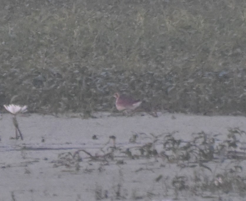 ostnák bažantí - ML645247541