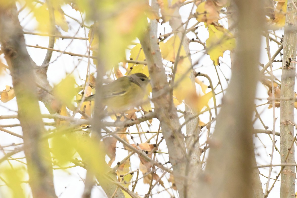Orange-crowned Warbler (lutescens) - ML645247545