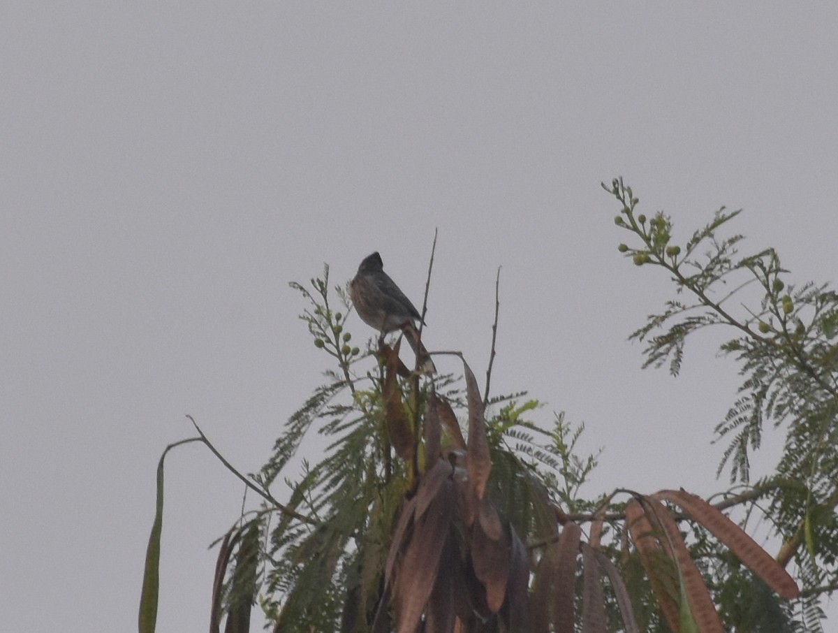 bulbul šupinkový - ML645247547