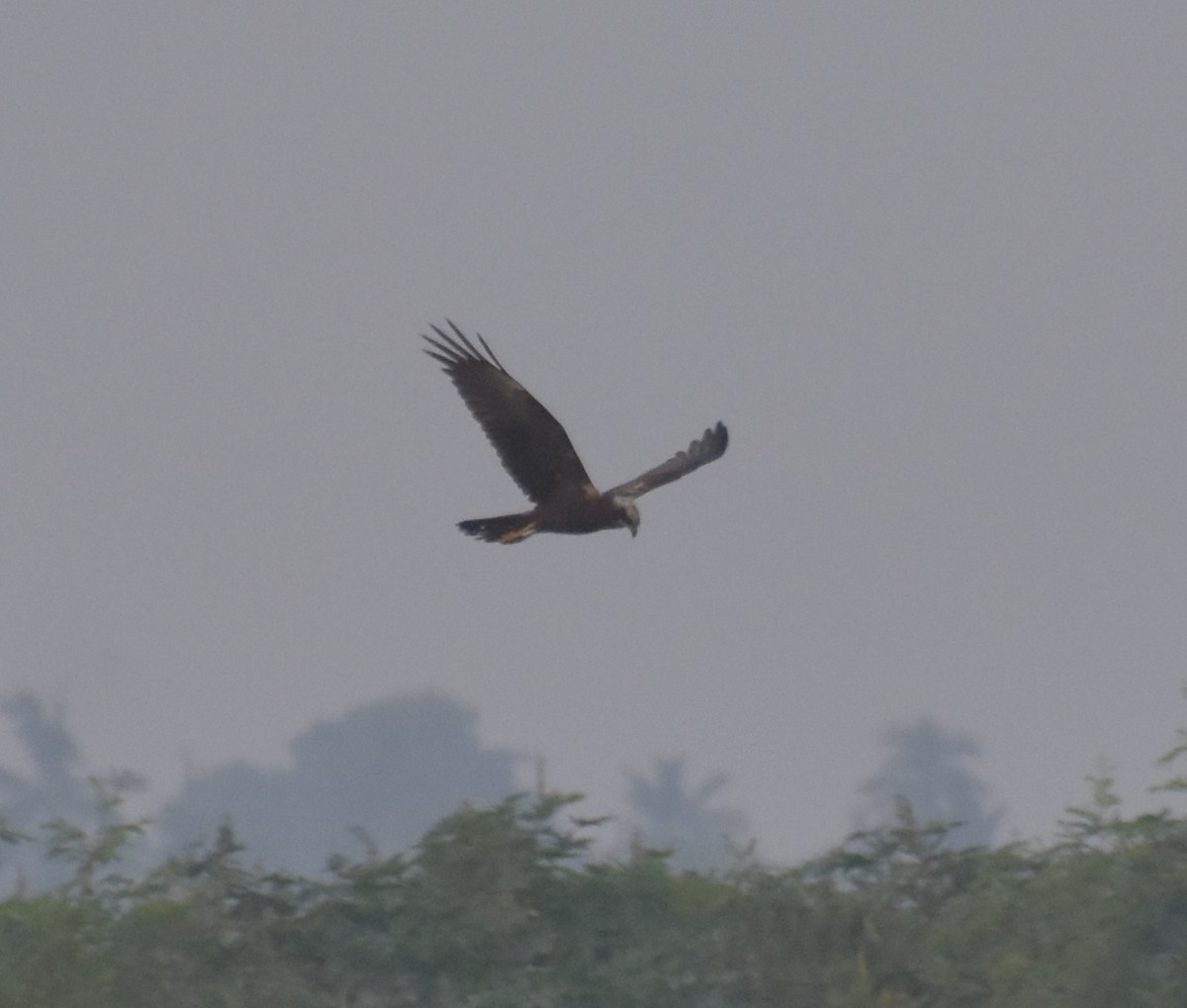 moták pochop - ML645247550