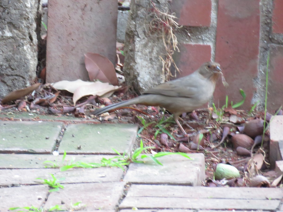 California Towhee - ML645247570