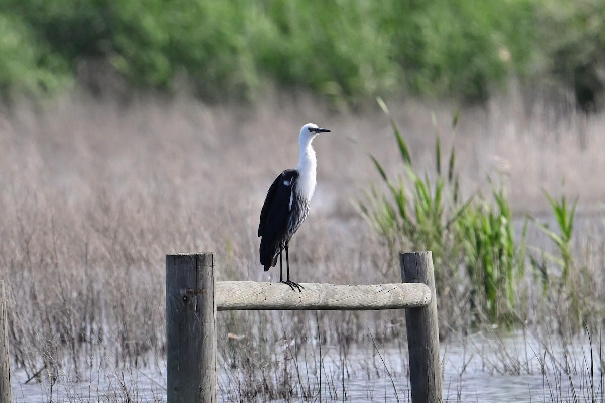 Pacific Heron - ML645247590