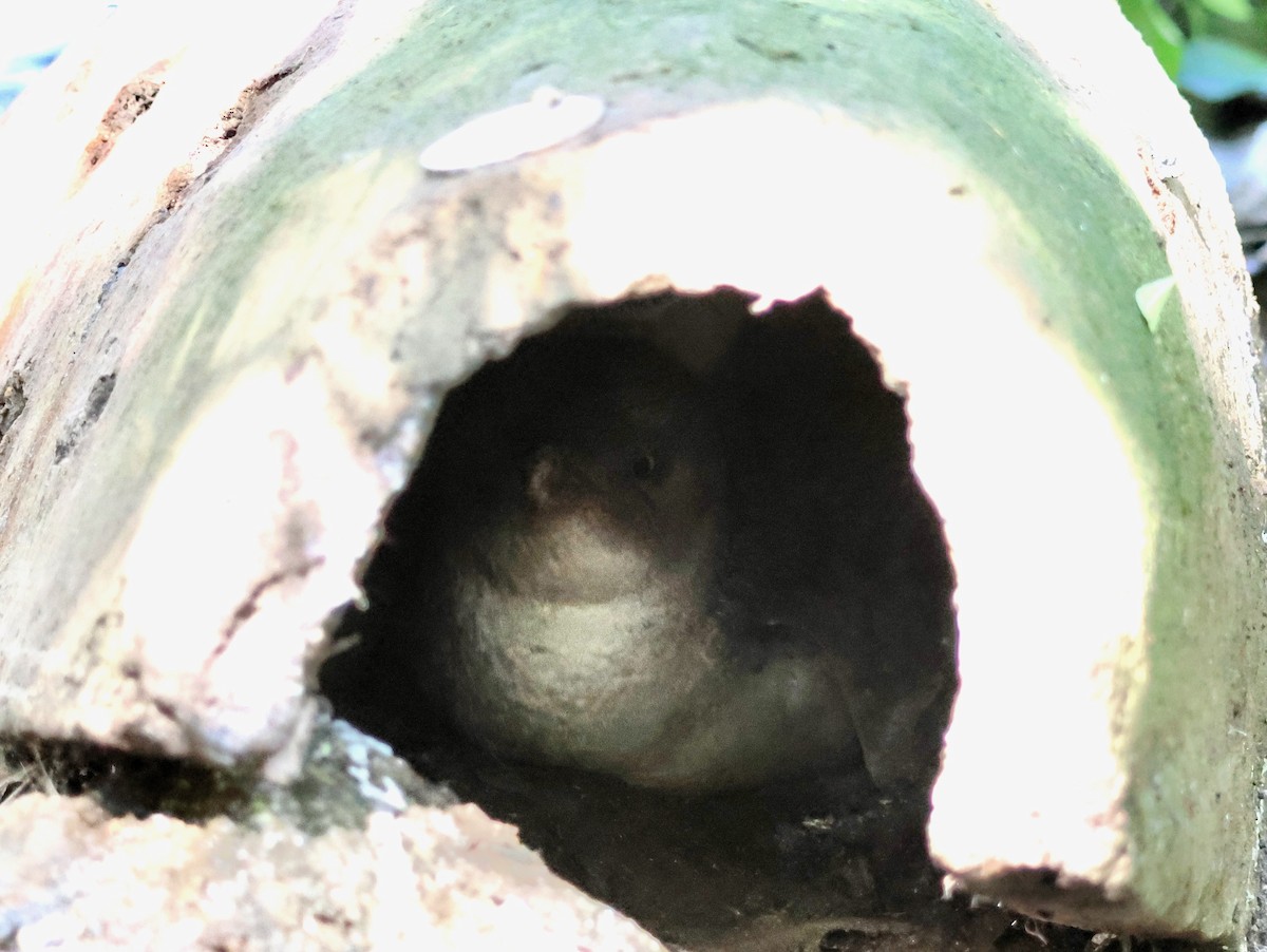 Little Penguin - ML645247591