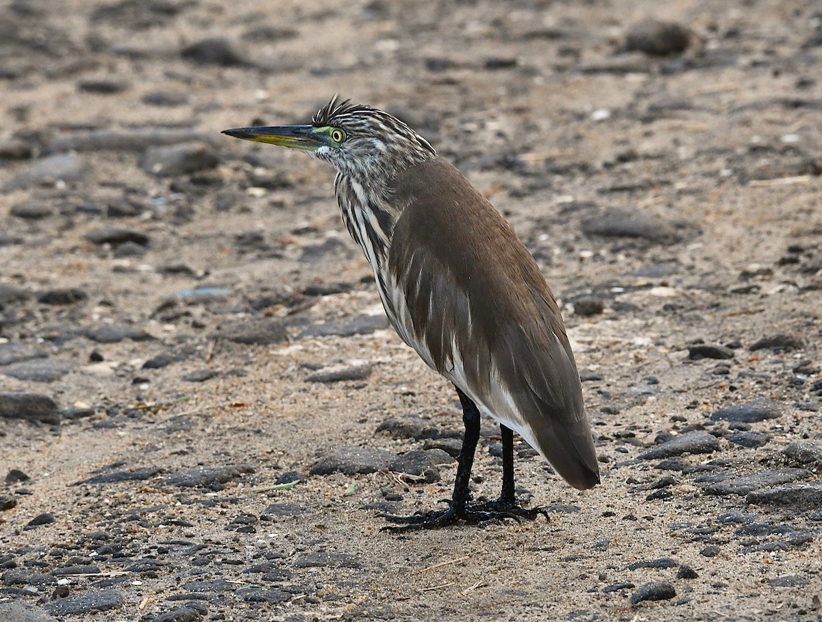 Indian Pond-Heron - ML645247594