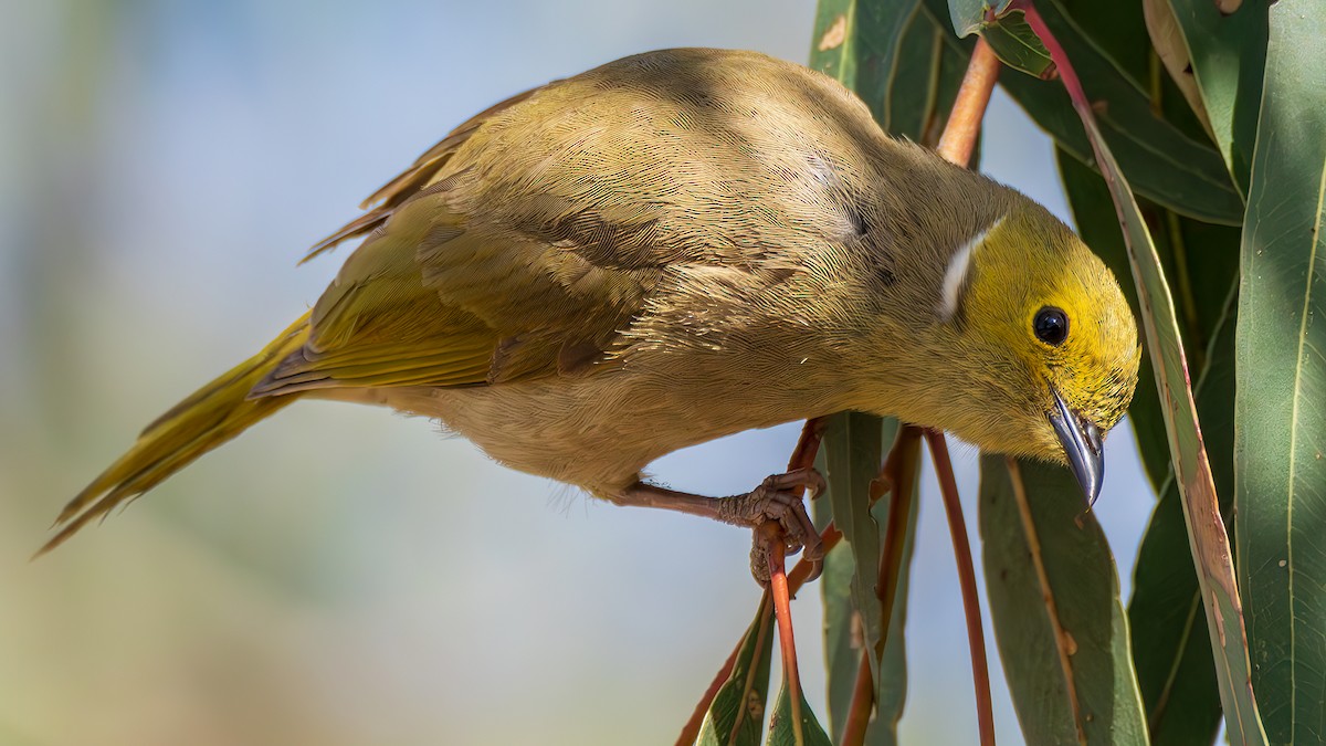 hvitsmykkehonningeter - ML645247597