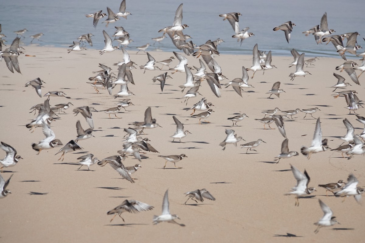 Semipalmated Sandpiper - ML645247606