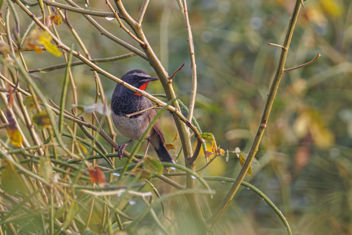 Himalayan Rubythroat - ML645247619