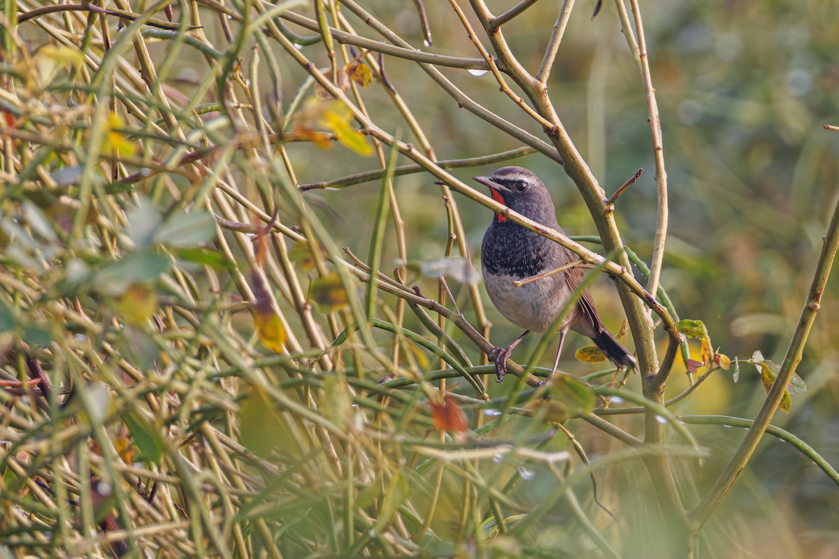 Himalayan Rubythroat - ML645247620