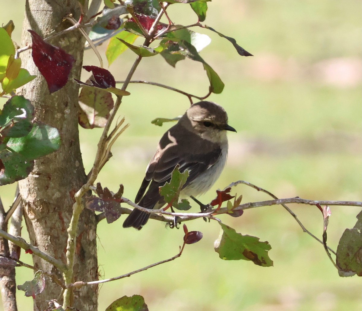 Королець брунатний - ML645247628