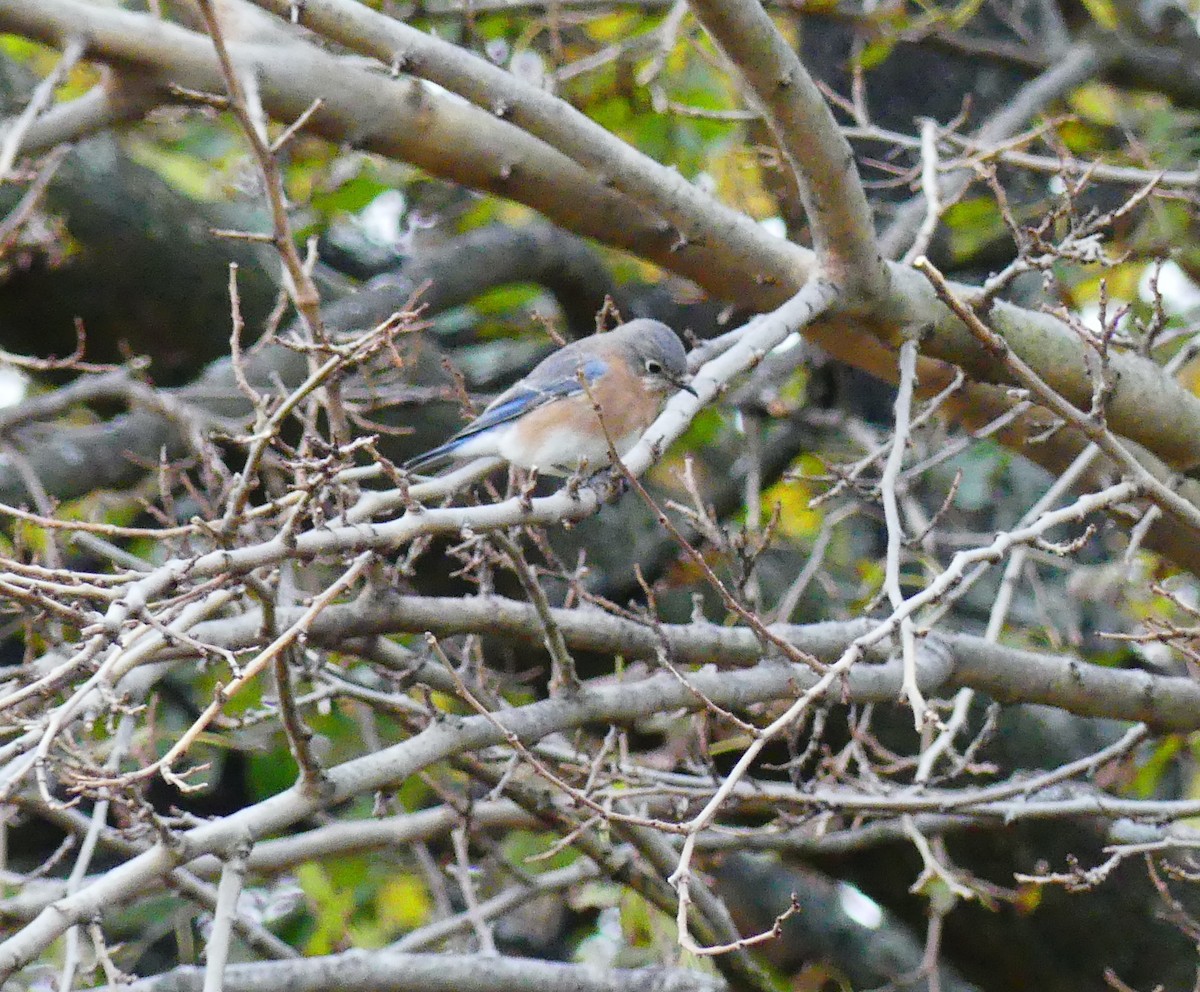 Блакитник східний - ML645247631