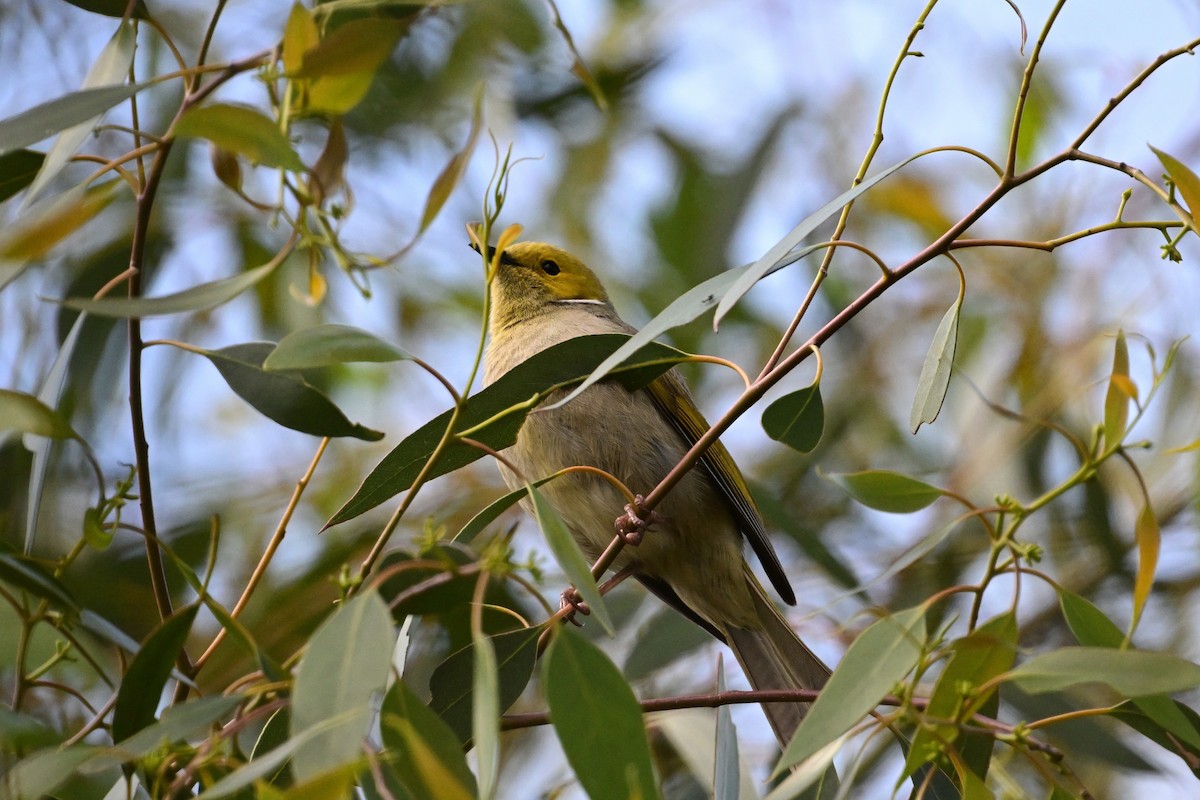 hvitsmykkehonningeter - ML645247635