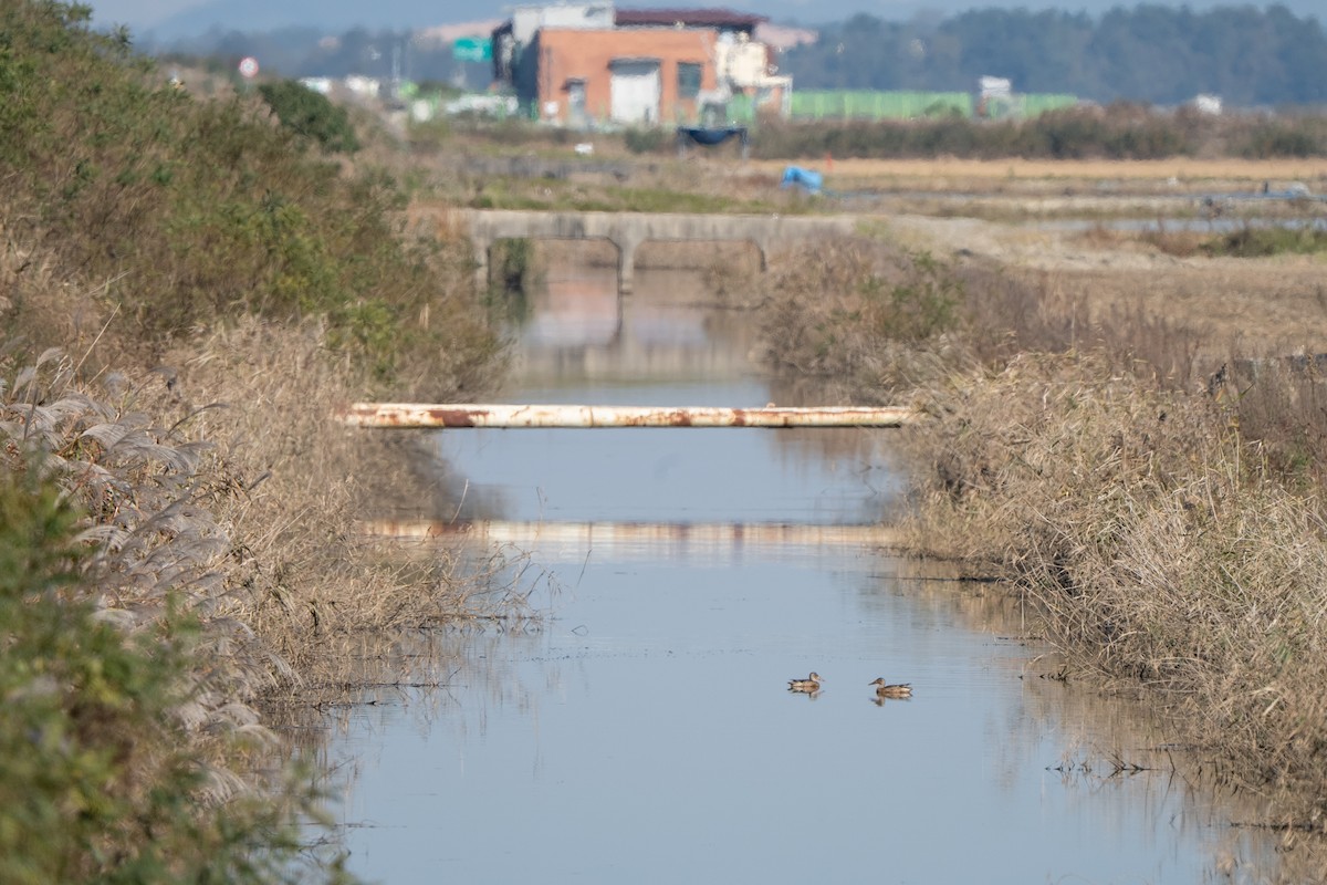 skjeand - ML645247636