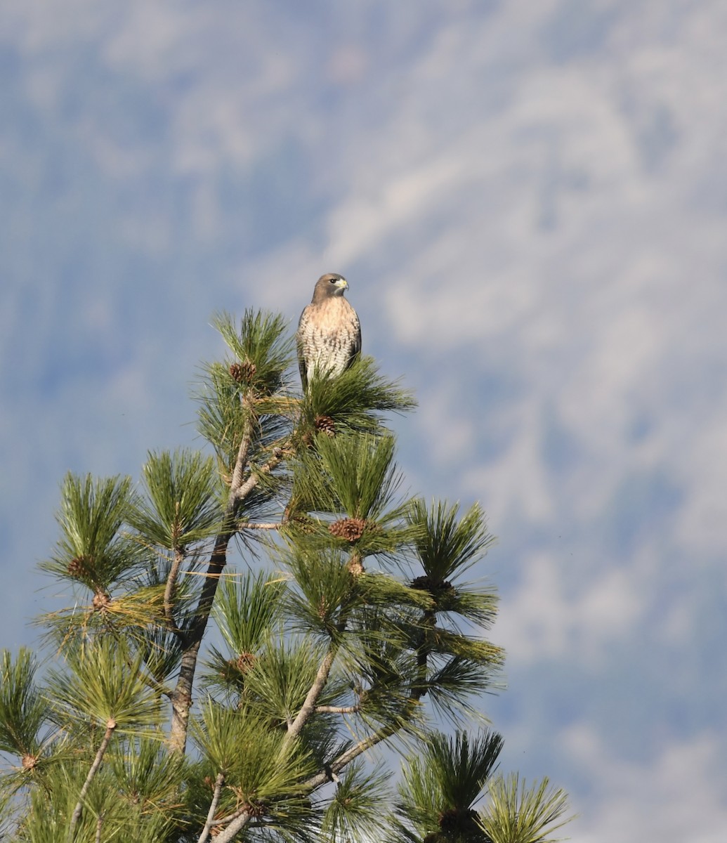 Red-tailed Hawk - ML645247637