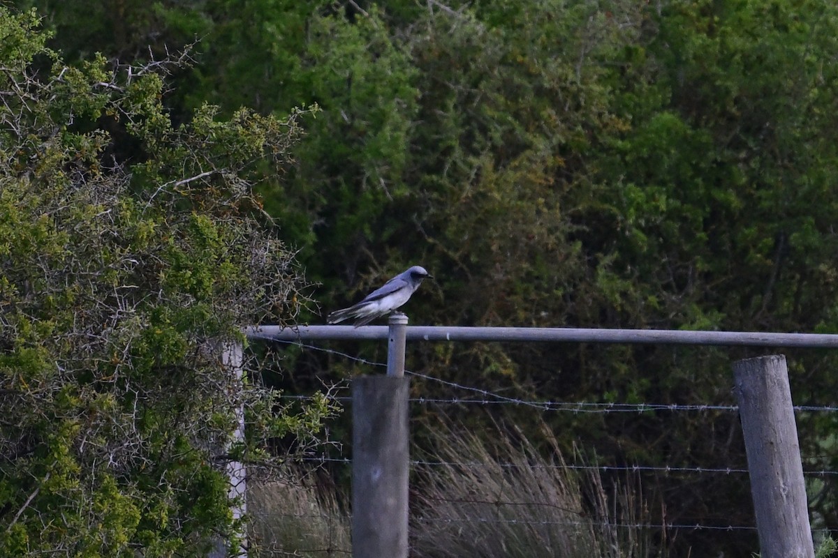 Black-faced Cuckooshrike - ML645247638