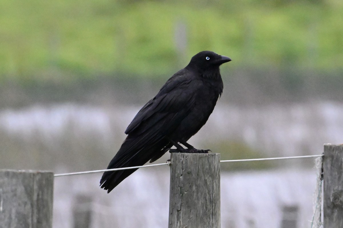 Южноавстралийский ворон - ML645247647